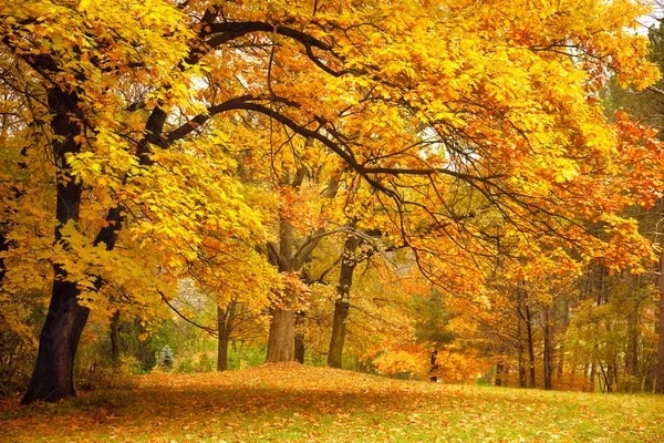 Why European oak is valued around the world